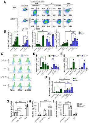 Neu1 deficiency and fibrotic lymph node microenvironment lead to imbalance in M1/M2 macrophage polarization